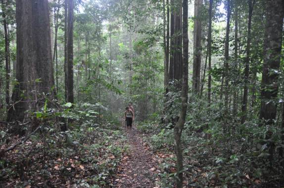 Atravessando a densa floresta da Reserva Natural de Brownsberg, no Suriname